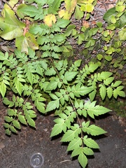Koelreuteria bipinnata
