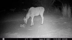 Tragelaphus oryx oryx