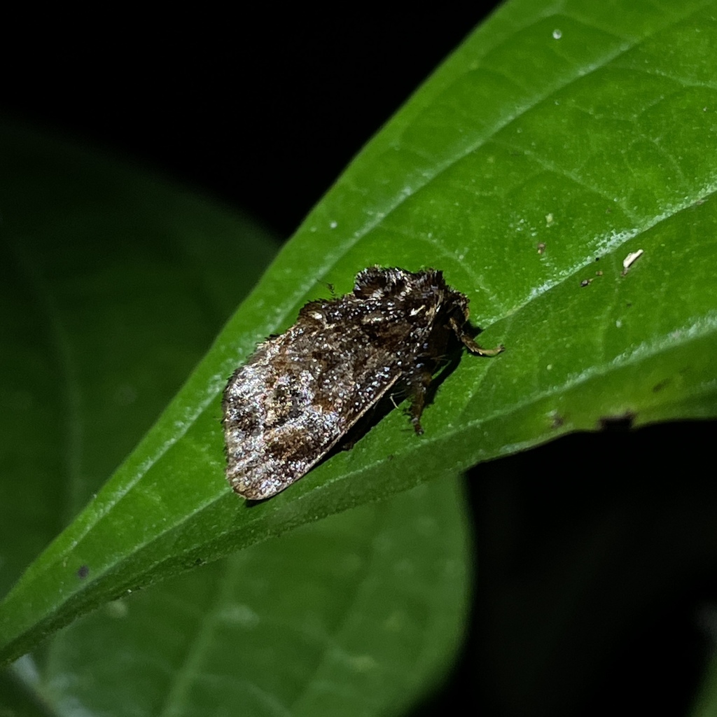 Isochaetes marinna