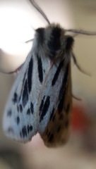 Ardices curvata