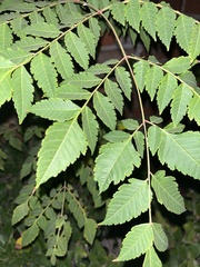 Koelreuteria bipinnata