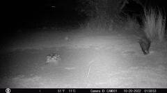 Hystrix africaeaustralis