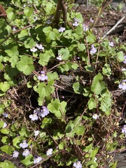 Cymbalaria muralis