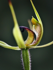 Caladenia leptochila