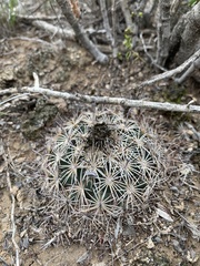 Coryphantha delicata