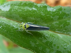 Ishidaella albomarginata
