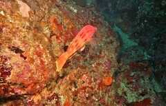 Bodianus unimaculatus