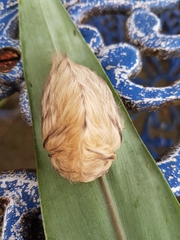 Megalopyginae