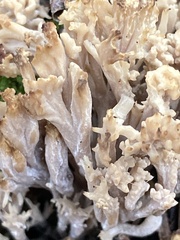Ramaria rasilispora