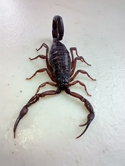 Centruroides gracilis