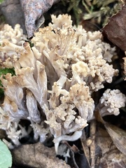 Ramaria rasilispora
