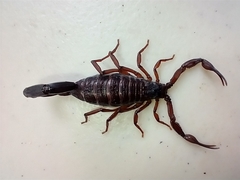 Centruroides gracilis