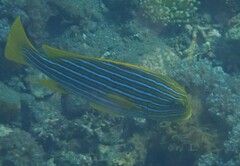 Plectorhinchus polytaenia