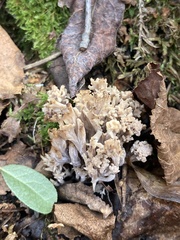 Ramaria rasilispora