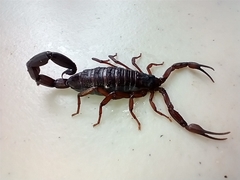 Centruroides gracilis