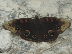 Junonia nigrosuffusa