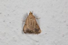 Maradana fuscolimbalis