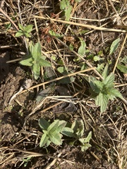 Mentha longifolia