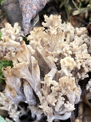 Ramaria rasilispora