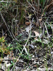 Caladenia leptochila