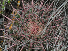 Ferocactus pilosus