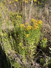 Euthamia leptocephala