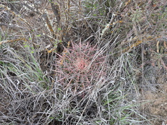 Ferocactus pilosus