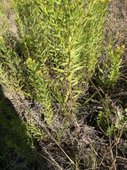 Euthamia leptocephala