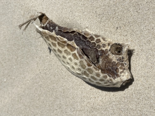 Cow (Lactoria diaphana) — Ostraciidae — 2