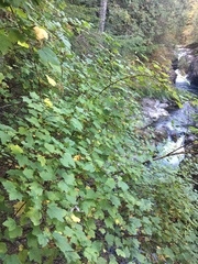 Physocarpus capitatus