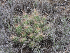 Echinocereus enneacanthus enneacanthus
