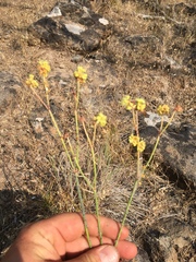 Braggia longicauda