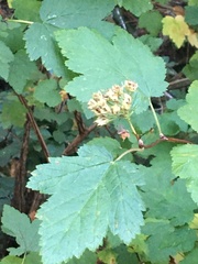 Physocarpus capitatus