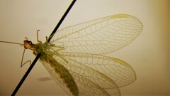 Chrysoperla downesi