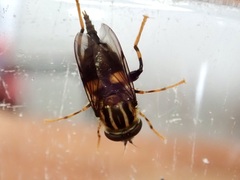 Helophilus antipodus