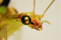 Chrysoperla downesi
