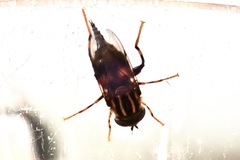 Helophilus antipodus