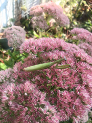 Mantis religiosa