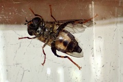 Helophilus antipodus