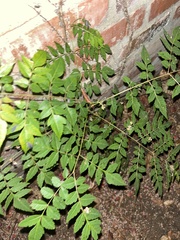 Koelreuteria bipinnata