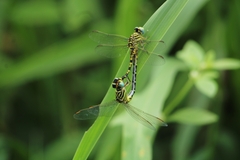 Paragomphus lineatus