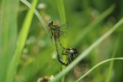 Paragomphus lineatus