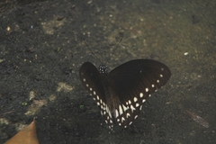 Papilio dravidarum