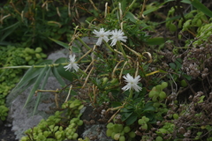Silene fissipetala