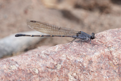 Argia lugens