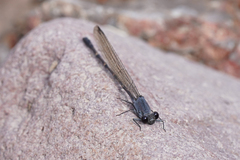 Argia lugens