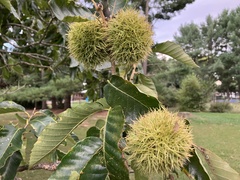 Castanea