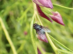 Calliphora