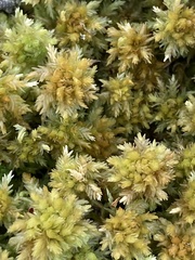 Sphagnum compactum