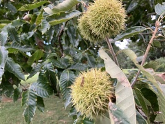 Castanea